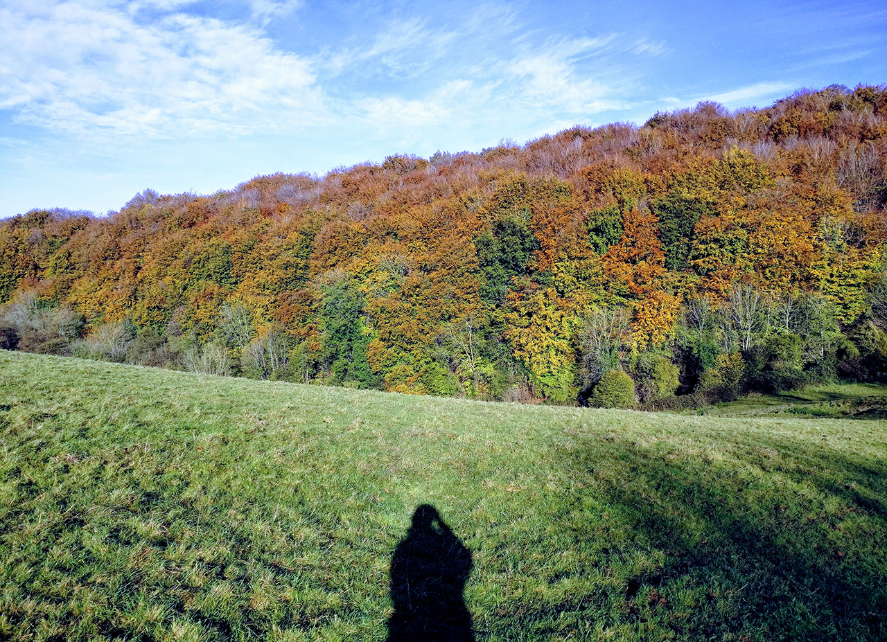 Cranham Woods in autumn