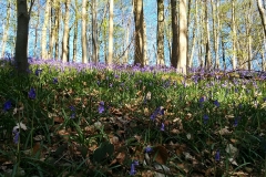 Bluebells in Workmans Woods
