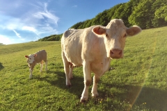 Curious Cows