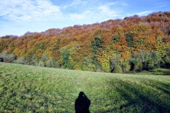 Cranham Woods in autumn