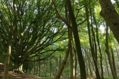 Ancient tree in Workmans Woods