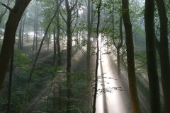 SunbeamTrees